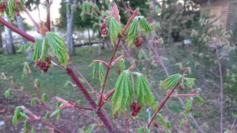 Acer pseudosieboldianum Korea vaher